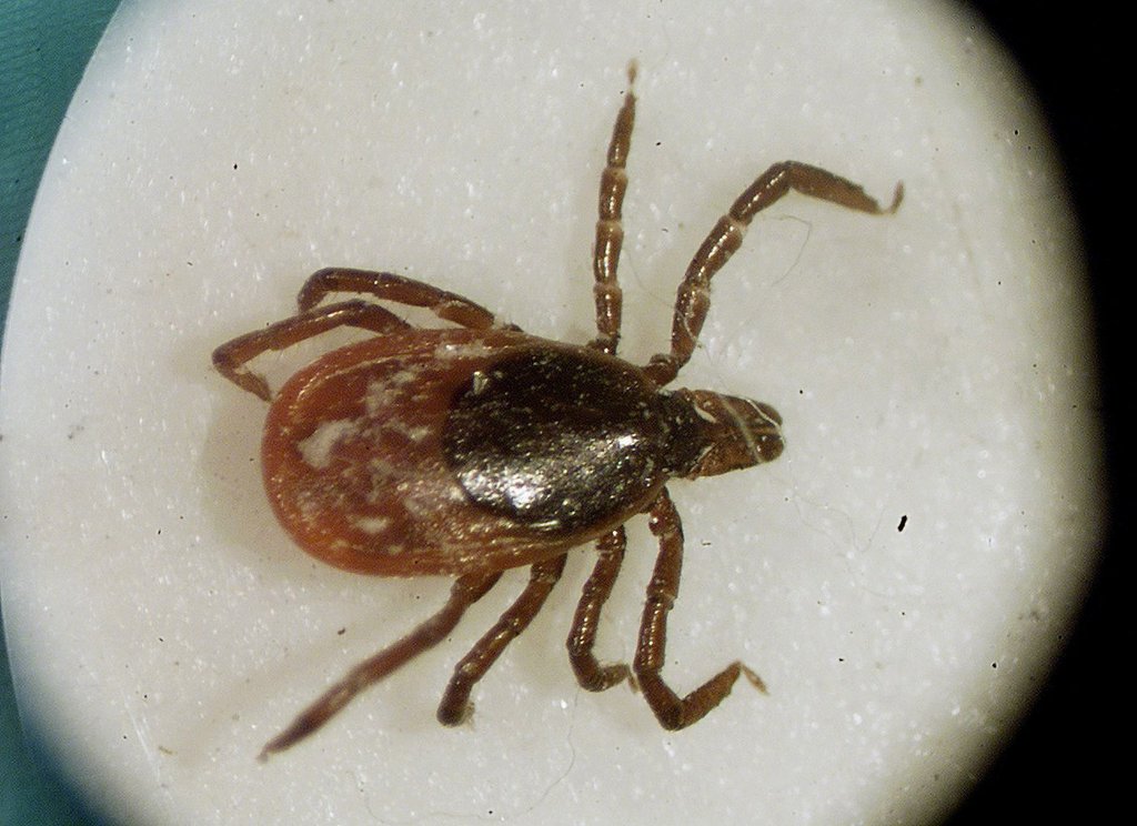 Ticks are coming for you: Experts warn tick-related illnesses rising ...