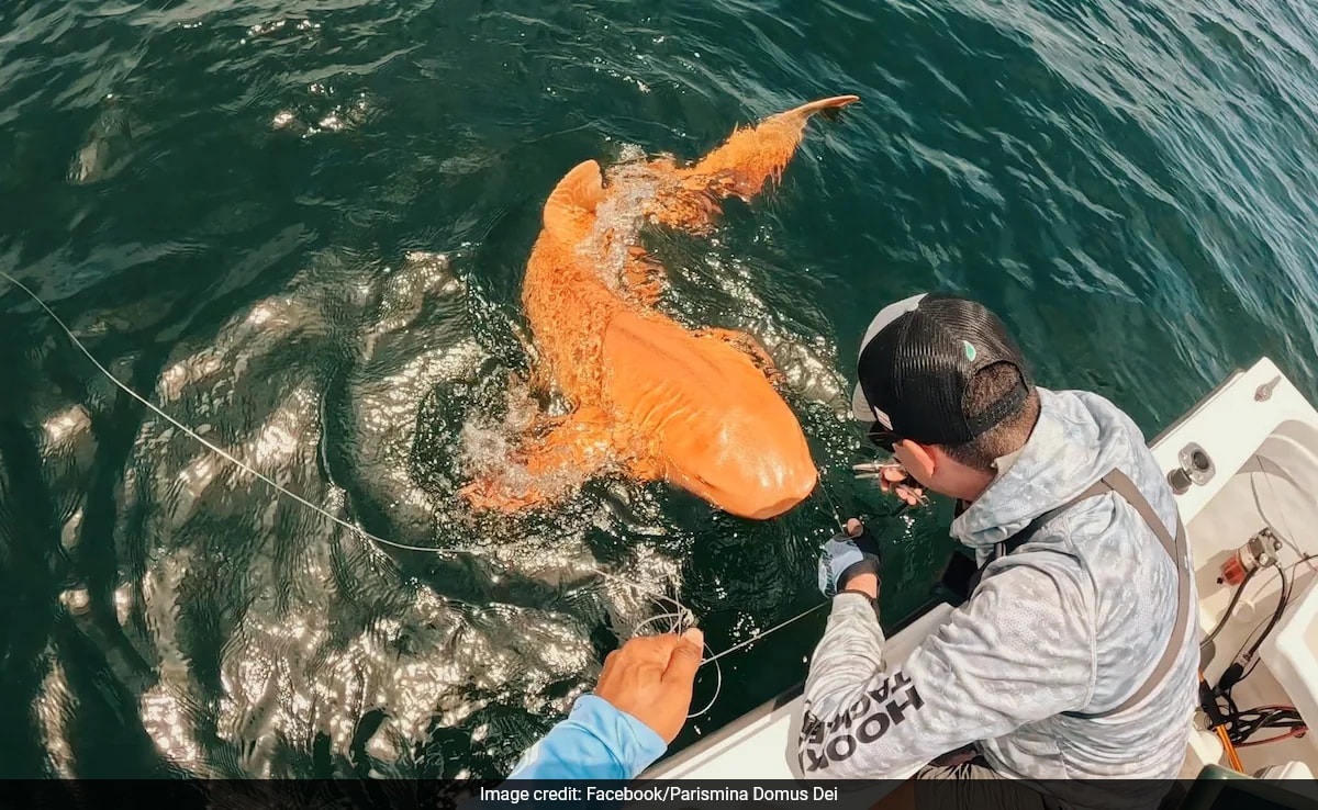 Rare Orange Shark Spotted In Costa Rica, Experts Reveal Reason Behind
