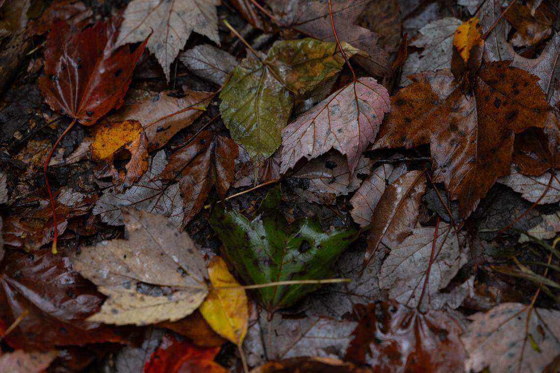 How long will ‘false fall,' cool weather last in metro-east? See latest ...