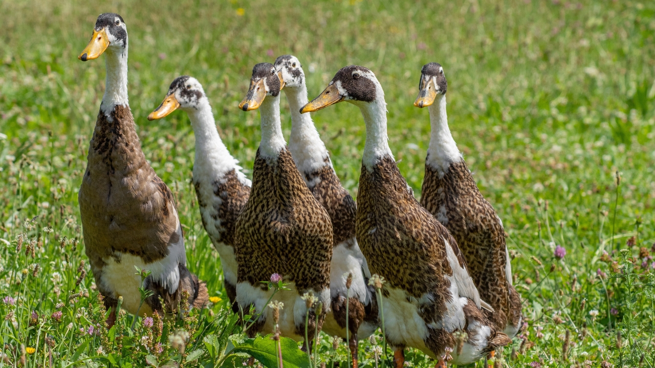 9 cute duck breeds you can raise at home