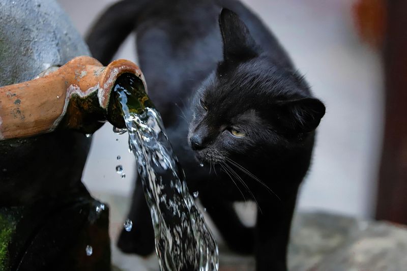 Picture of 9 Signs Your Cat Could Be Ill And Needs Your Support