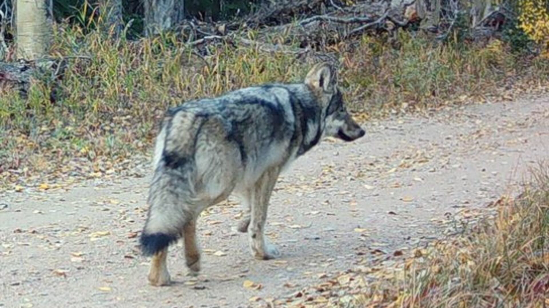 Female gray wolf dies in southwest Colorado