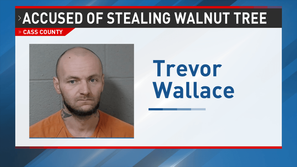 Man pleads guilty to walnut tree theft in Cass County, could face up to ...