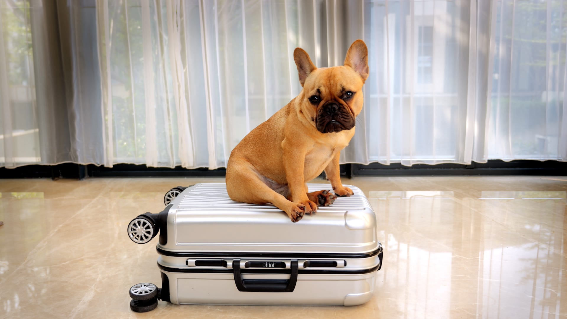 how-to-fly-internationally-with-your-pet-what-travelers-need-to-know