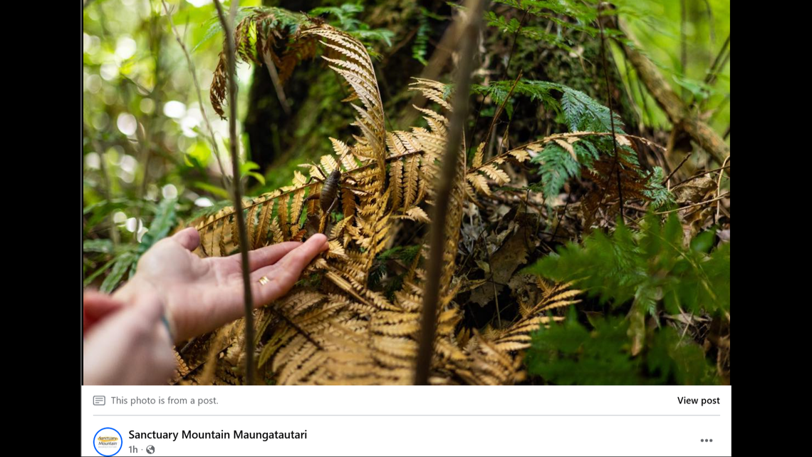 Nearly 200 ‘giant' bugs - among largest in the world - released in New
