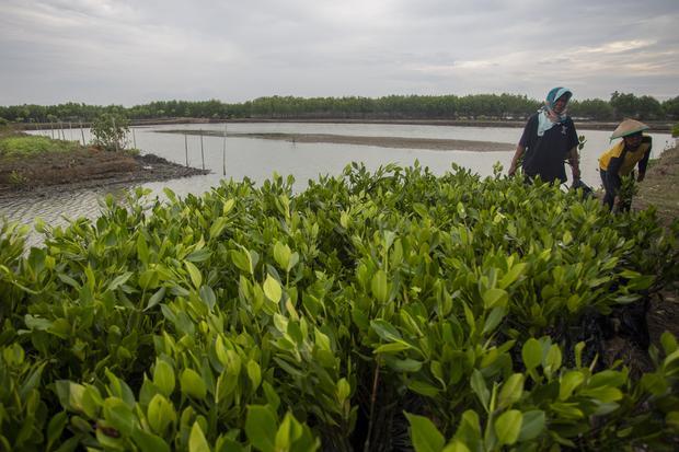 Kemenhut Percepat Rehabilitasi 6 Ribu Hektare Mangrove Riau