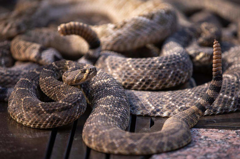Snake bite kills California woman. What to do (and not do) to stay safe