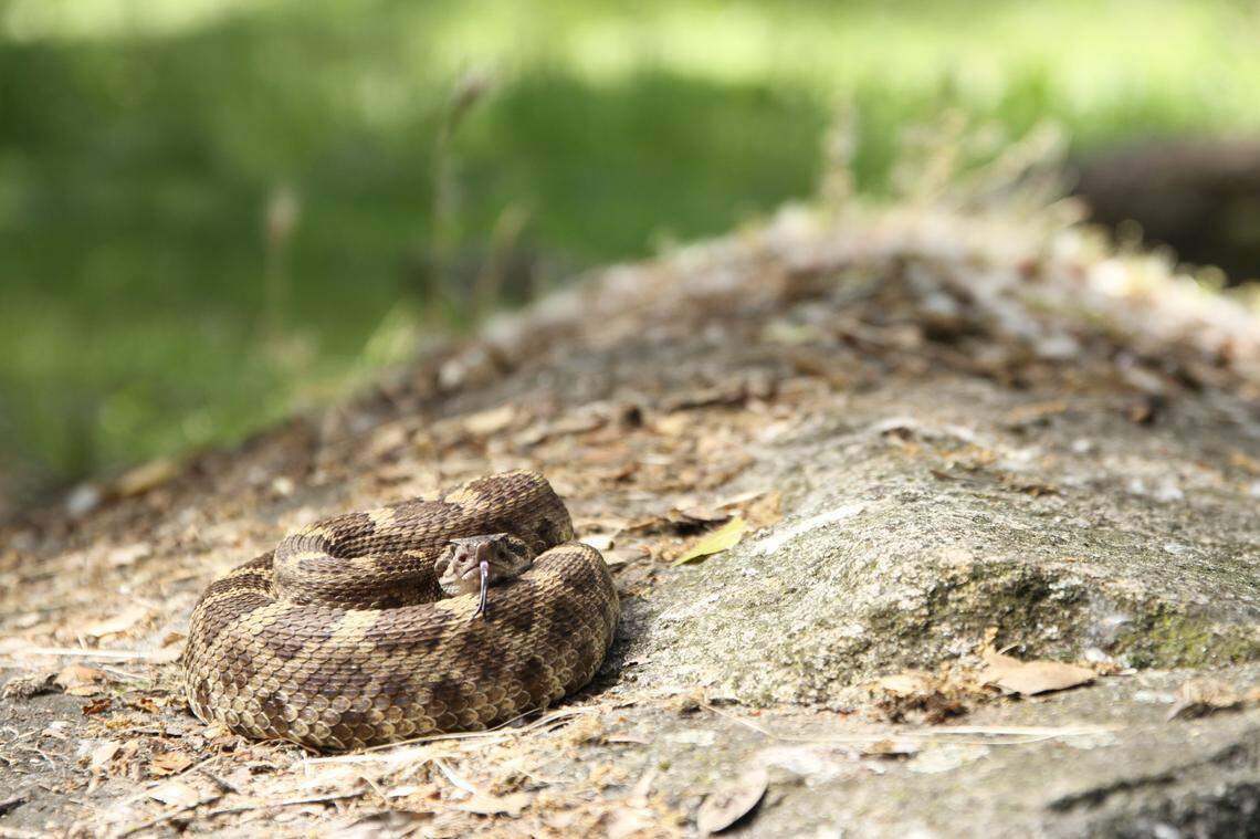 Where do rattlesnakes go in California when it's cold? What experts say