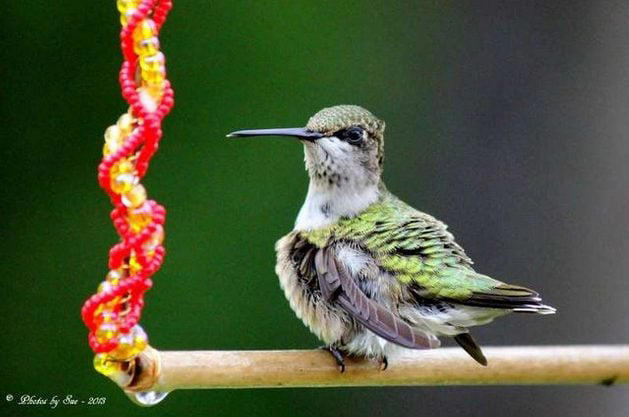 Attract Hummingbirds With Bugs, Water and Spiderwebs