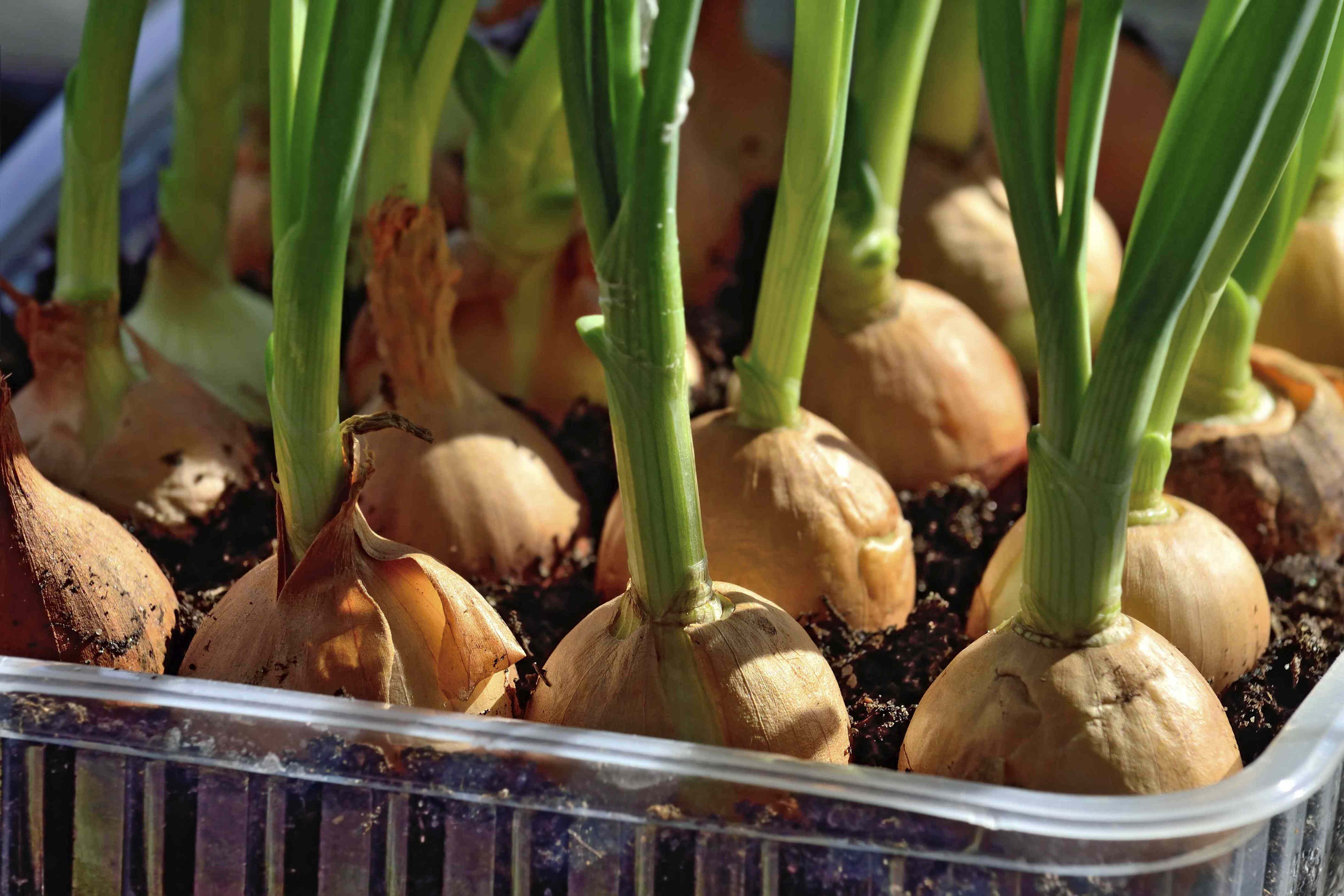 Growing Bunching Onions In Pots
