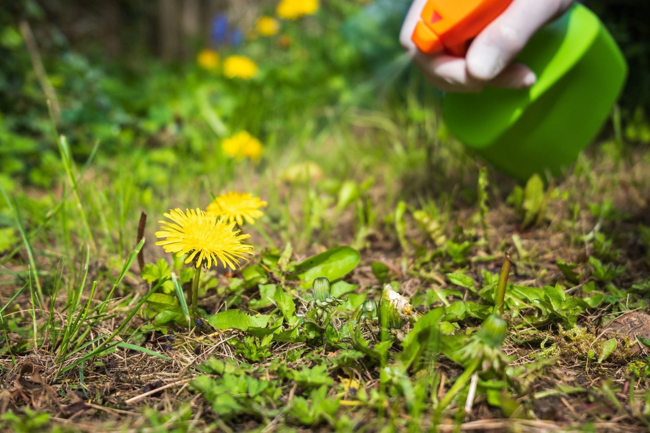 What Is Herbicide and When Should You Use It?