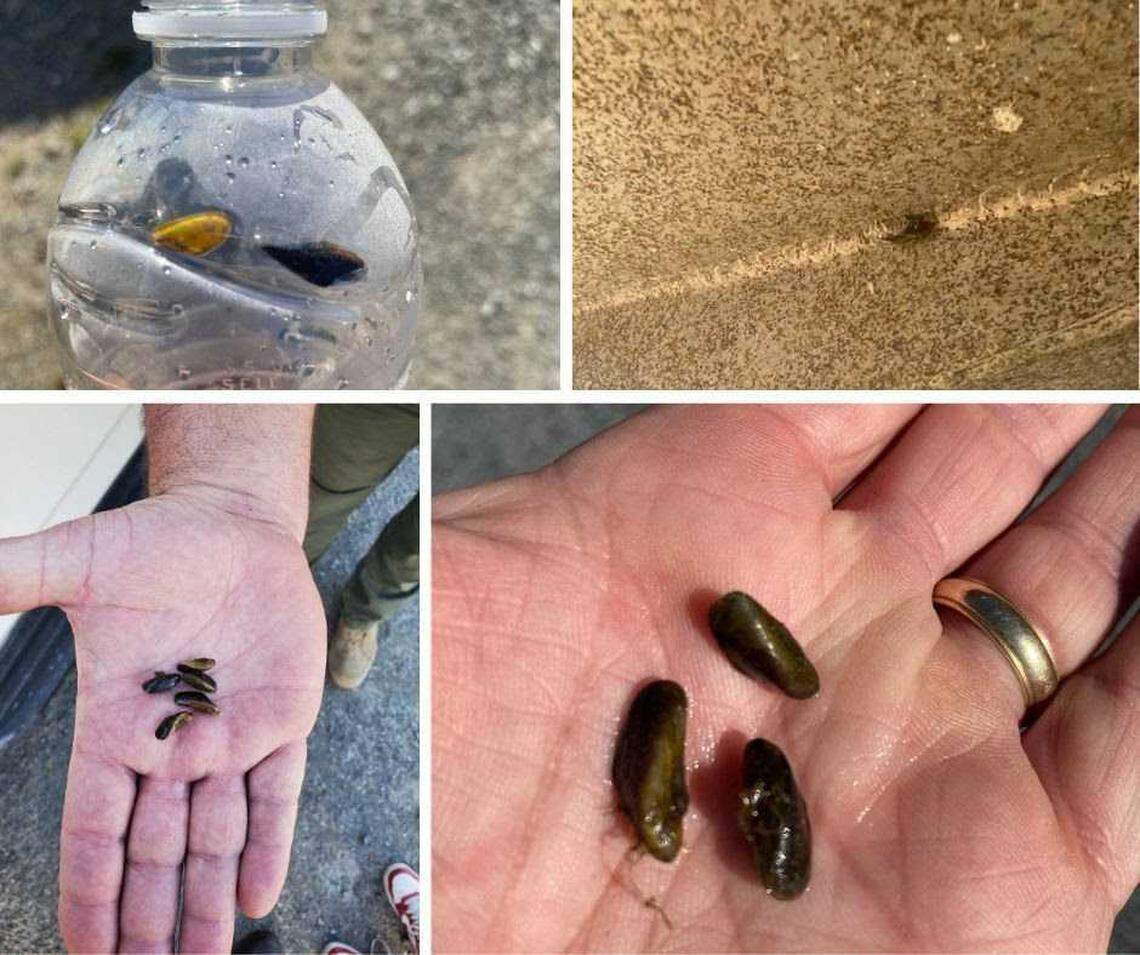 What you need to know about invasive golden mussels in CA waters this Labor Day