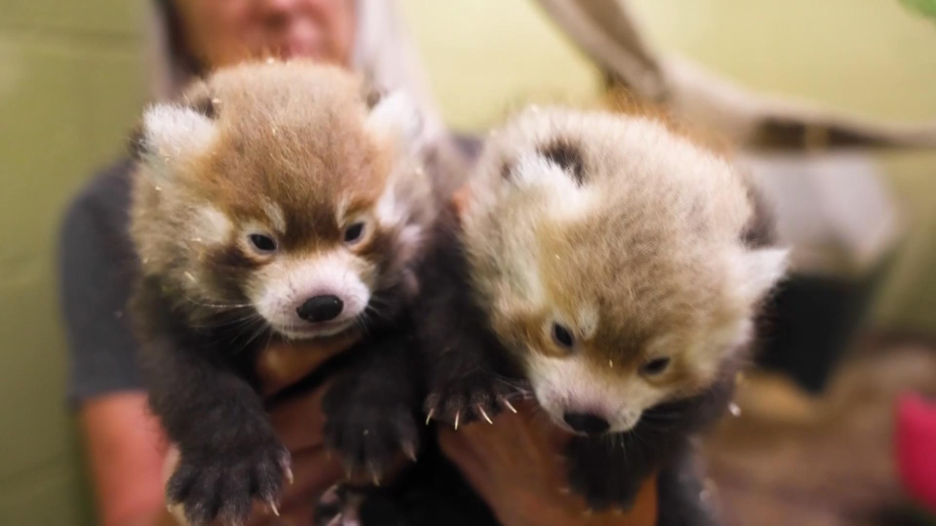 Adorableness overload: Two red pandas that make 