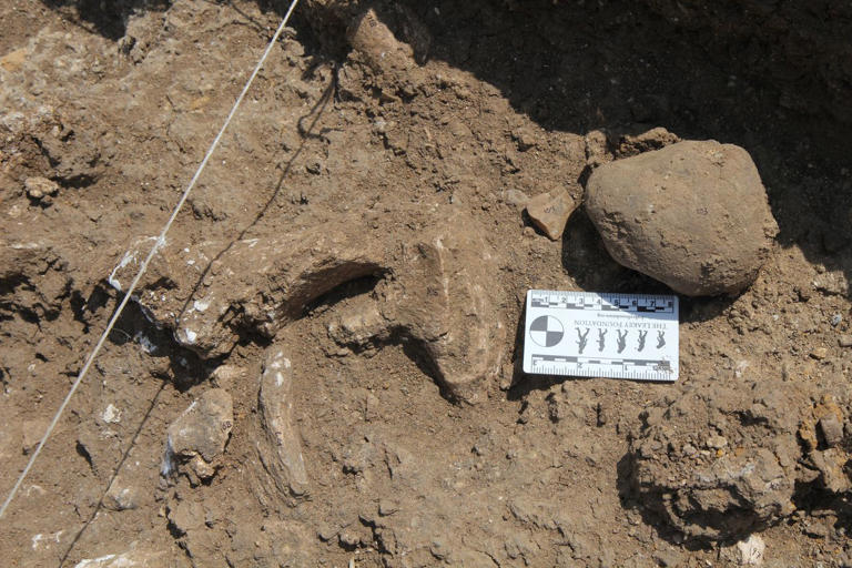Early Humans Moved Stones Long Distances to Make Tools 600,000 Years ...