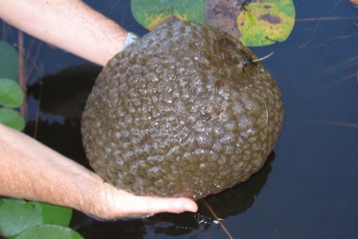Giant ‘mutant blobs’ found floating through US waterways. Officials ...