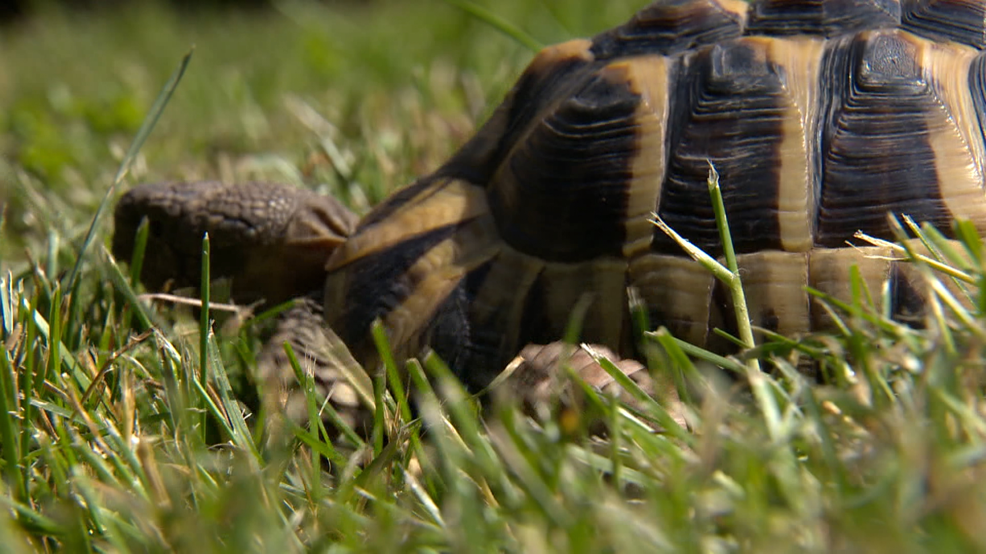 Shell-shocked owner rejoices after missing tortoise returns from months ...