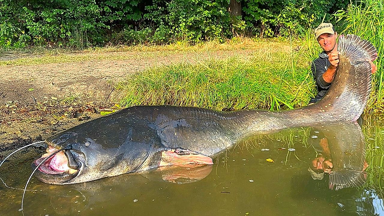 重さ約130キロ・全長2.7メートルの巨大ナマズが釣り上がる――チェコ | Watch