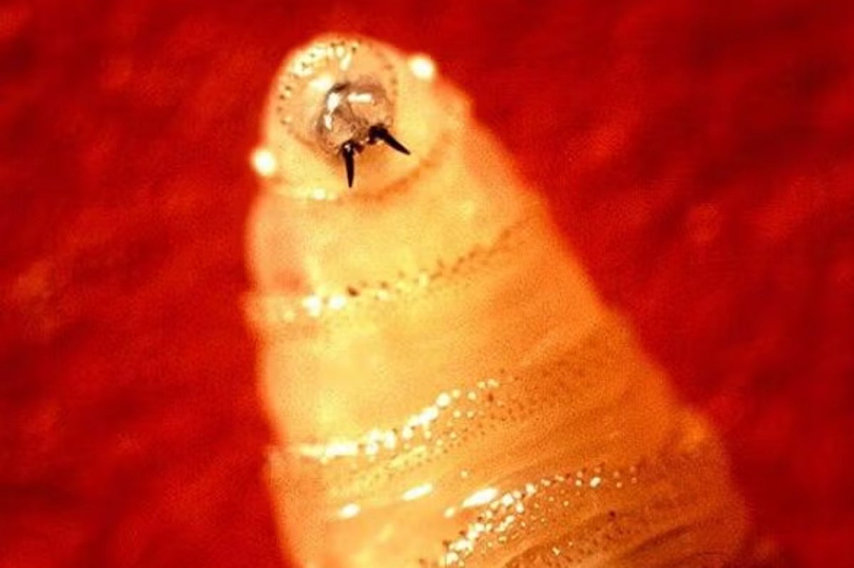 Parasitic flies that eat human tissue are just 90 miles from US border