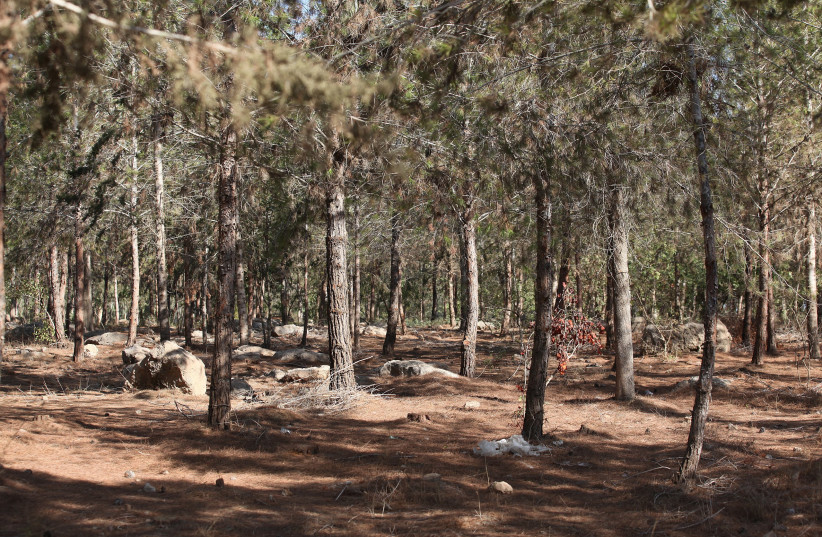 AA1LtgYx New satellite tool maps Israeli forests from space, supporting forest management