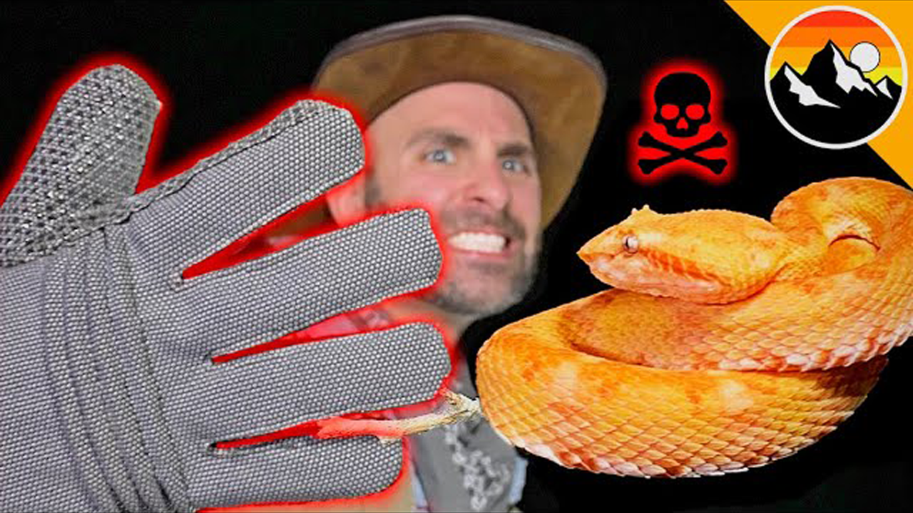 Testing Snake Proof Gloves Against Real Venom