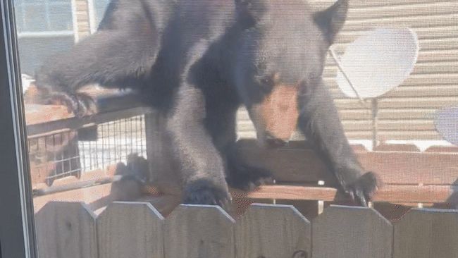 Well, Hello Bear! Curious Visitor Seen Climbing Fence at Florida Home