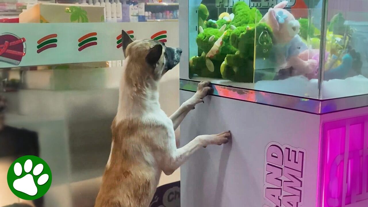 Homeless dog wants a toy so badly