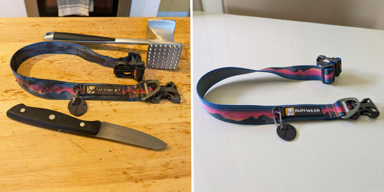 The 8 best dog collars, tested and reviewed