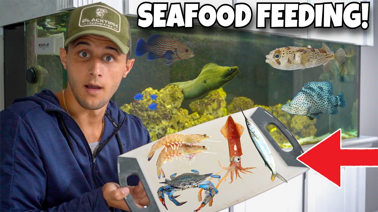 I fed my fish a seafood platter! 🐟🍽️