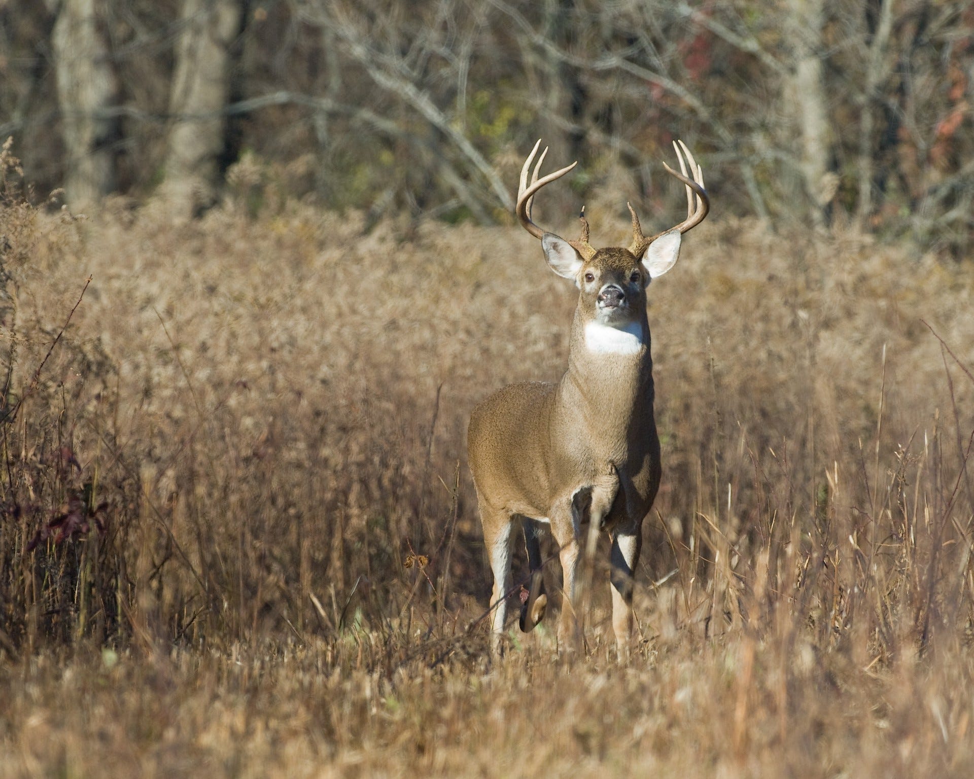 When does GA deer season end? Last day soon, but some counties extend