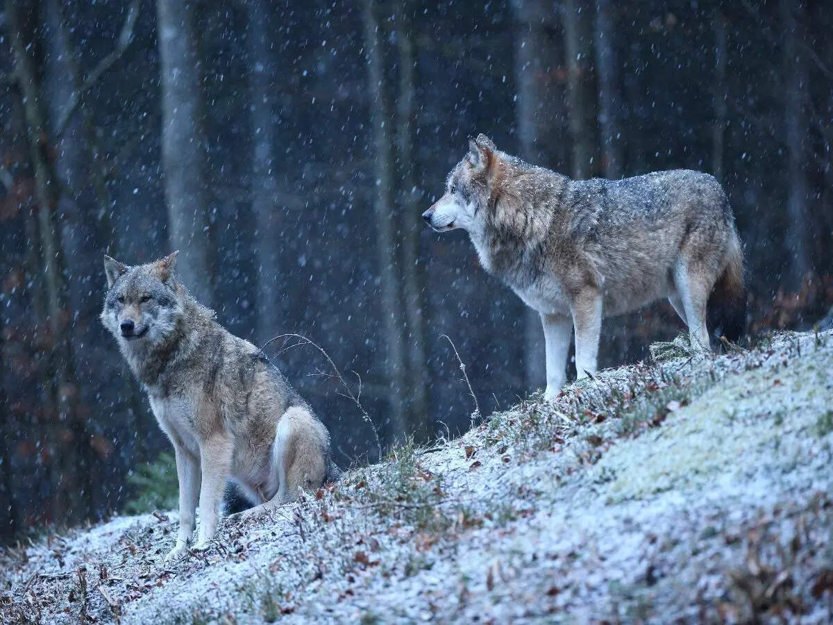 From Yellowstone to Serengeti The 7 legends of the national