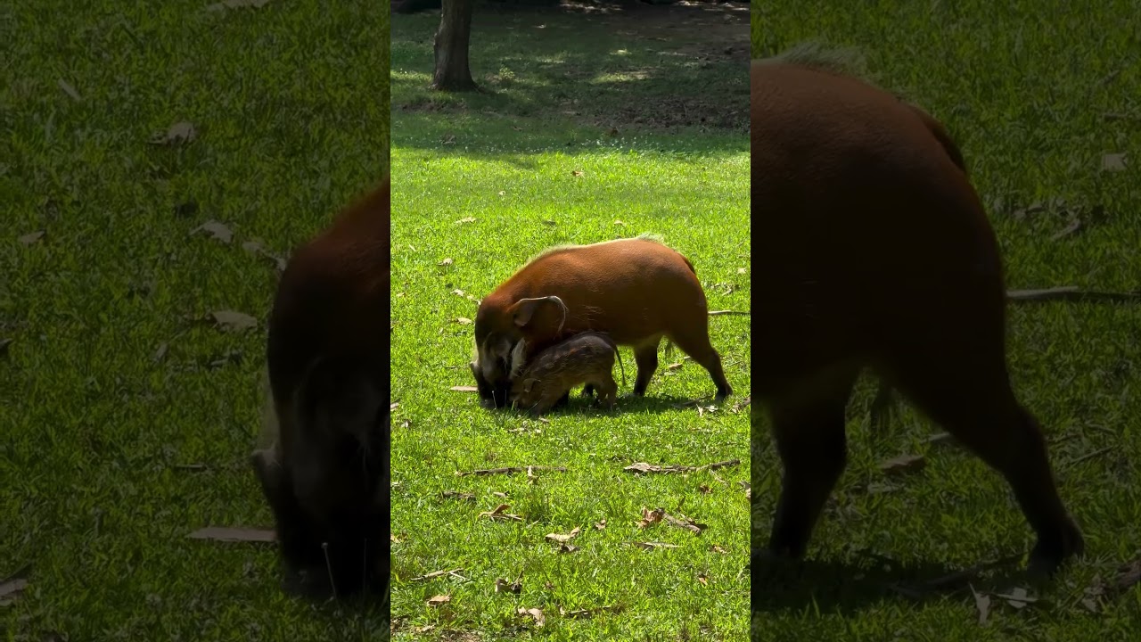 Red river hog family bonding and having fun