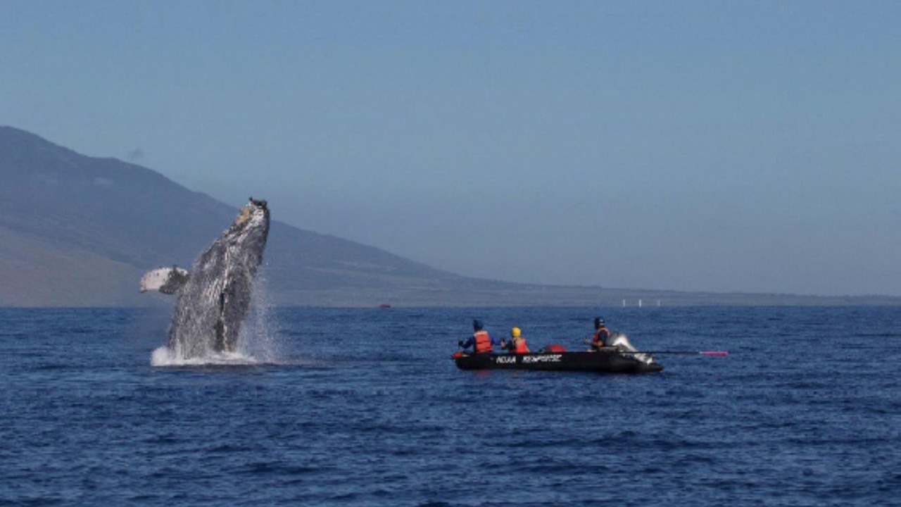 Rescuers race to free a rare animal found badly entangled