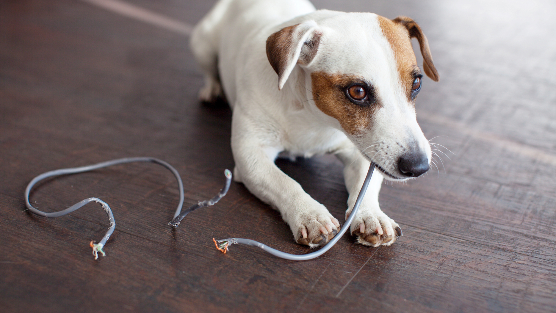 A dog chewing some wires