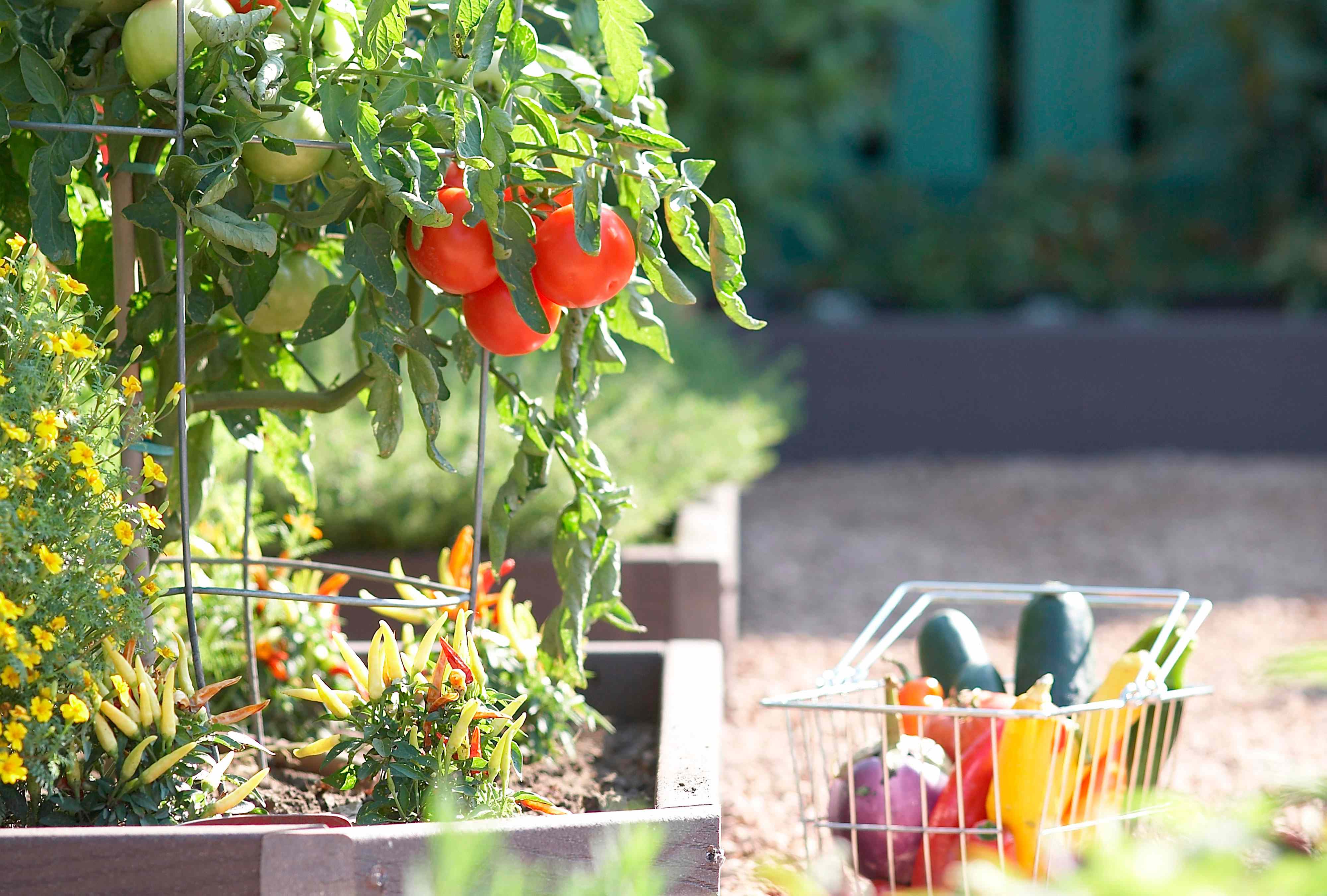 7 vegetables you should start indoors for a faster harvest