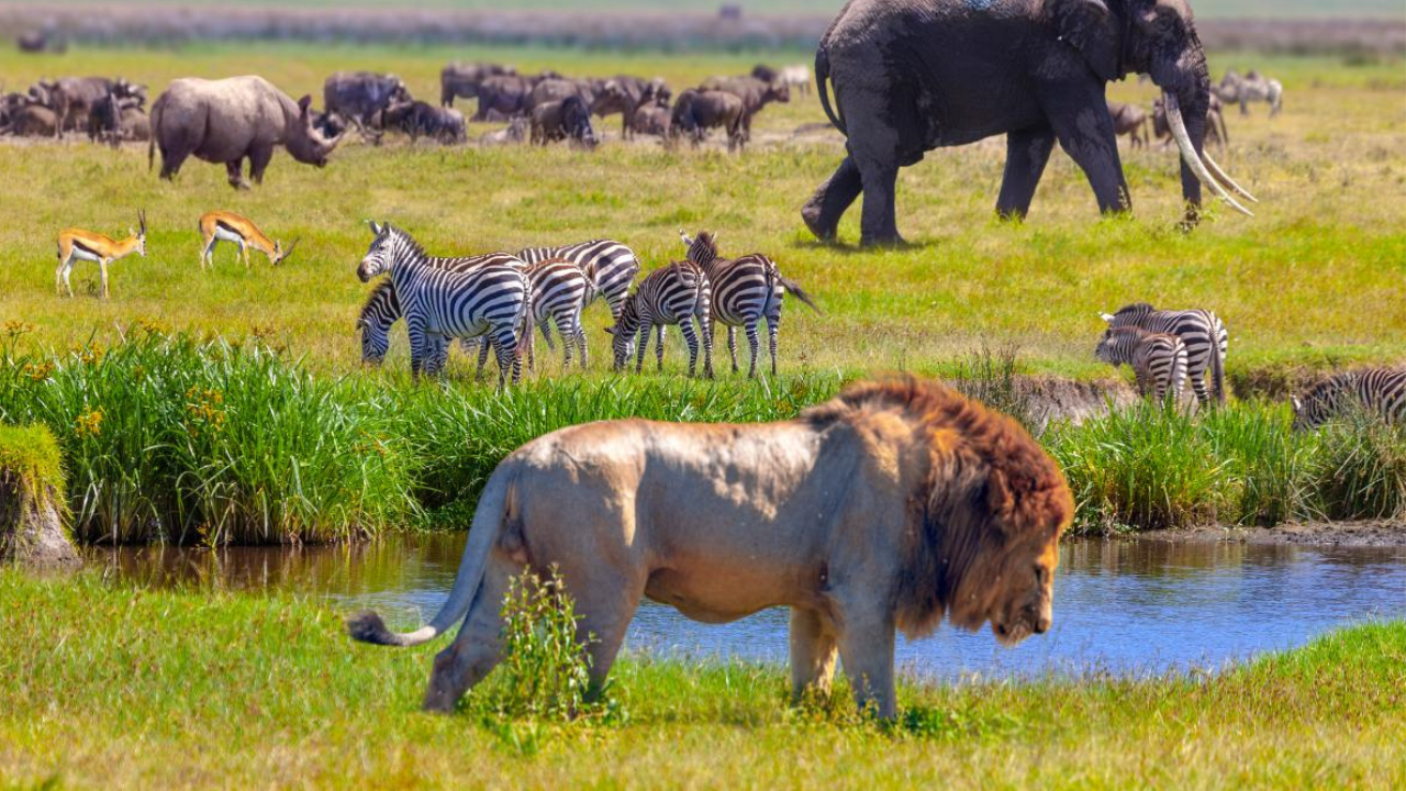 From Yellowstone to Serengeti The 7 legends of the national