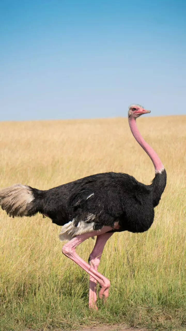 Nature's giants: 10 animals that reach humongous heights