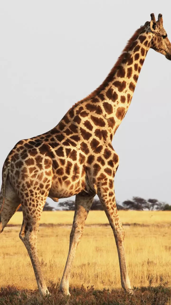 Nature's giants: 10 animals that reach humongous heights