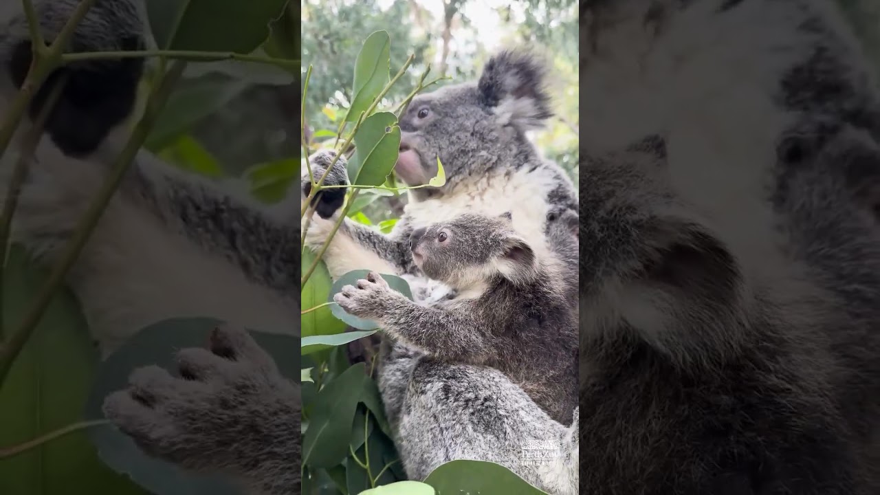 Watch this baby koala take its very first bite of eucalyptus