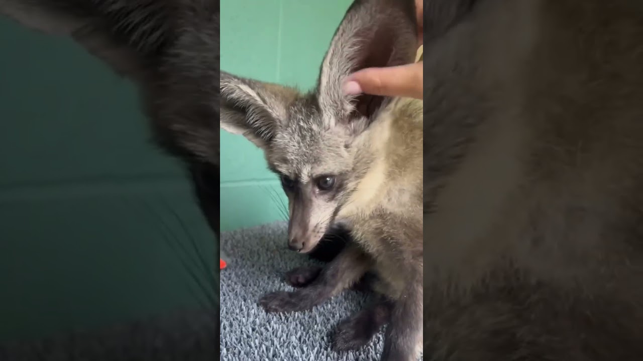 Unique bat-eared fox shows off its massive pointed ears