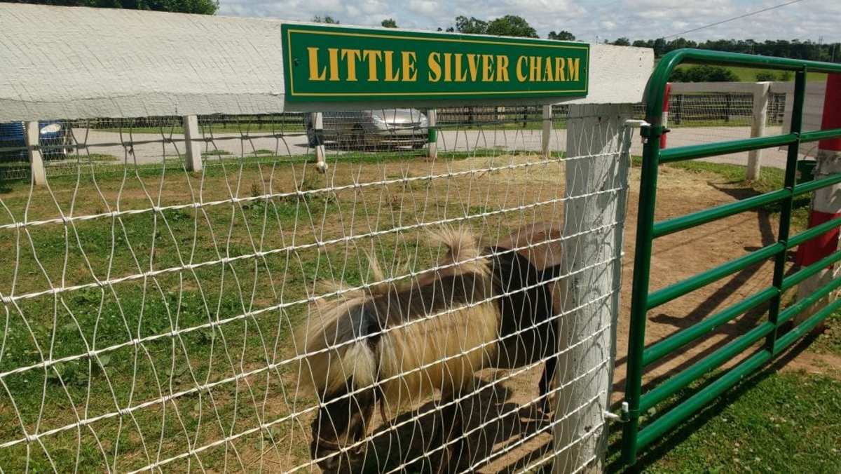 'Irreplaceable': Old Friends' Little Silver Charm Succumbs To Old Age