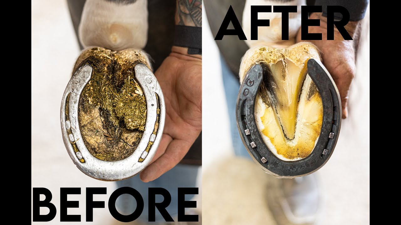Horse hoof cleaning and care, from start to finish!