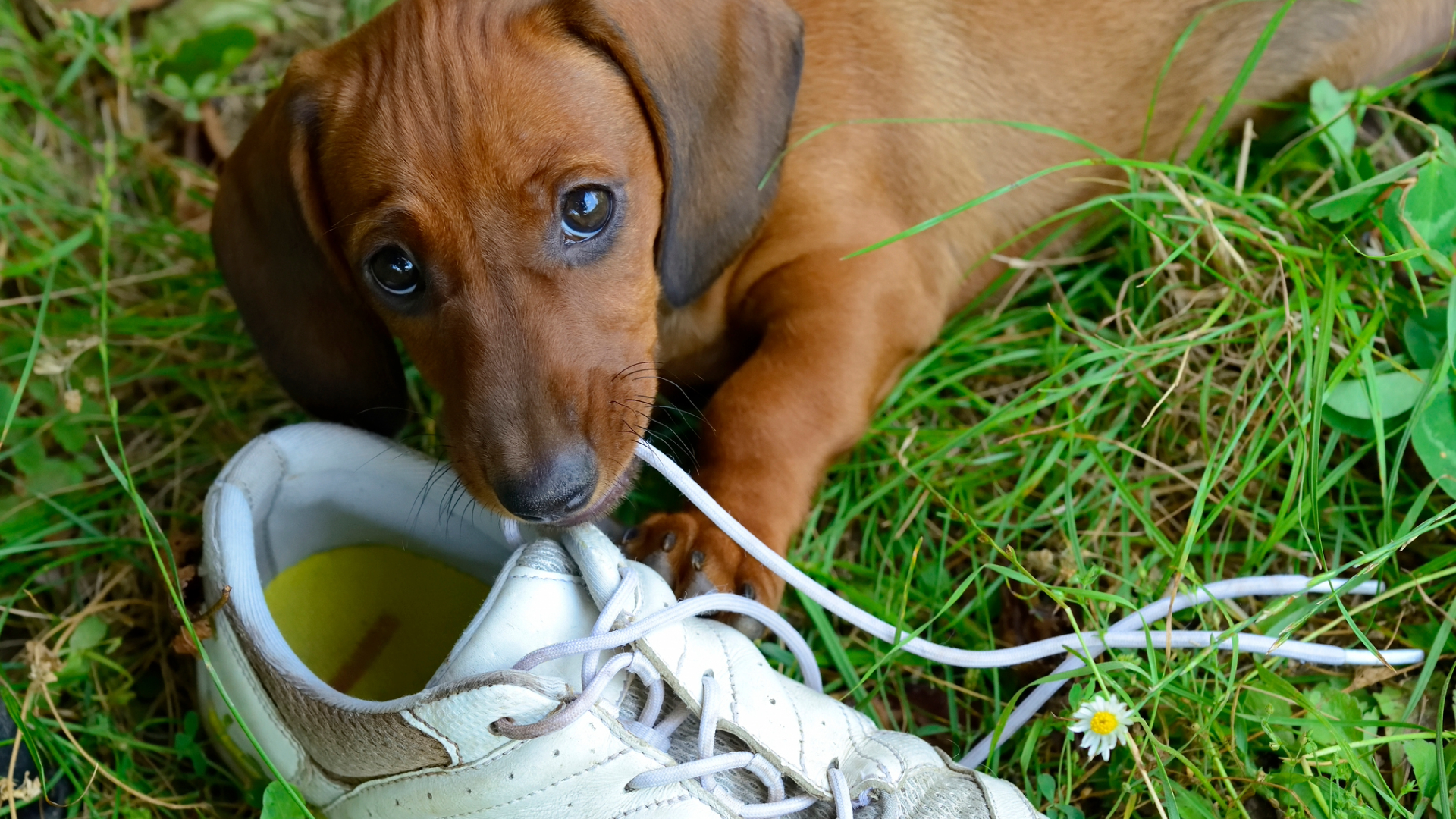 A puppy chewing a shoelace while lying on grass