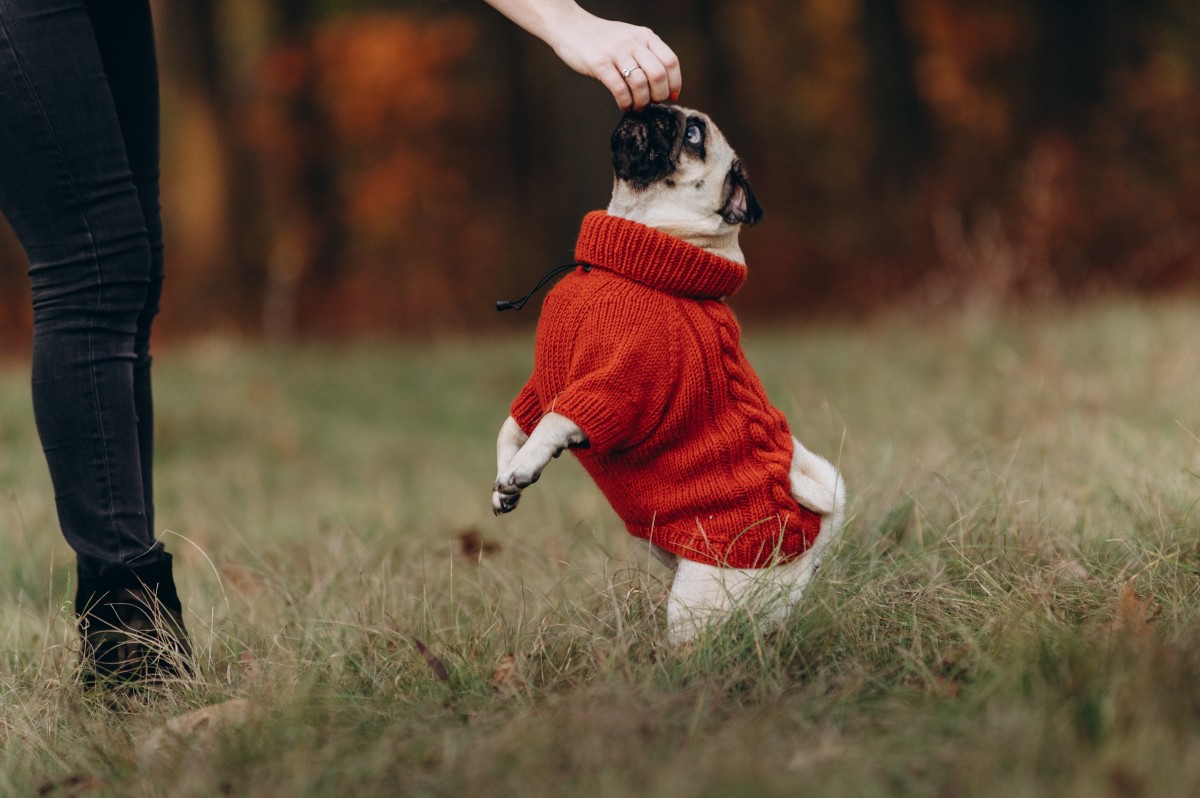 'Heated rivalry' fans are choosing sides with this adorable dog jersey ...