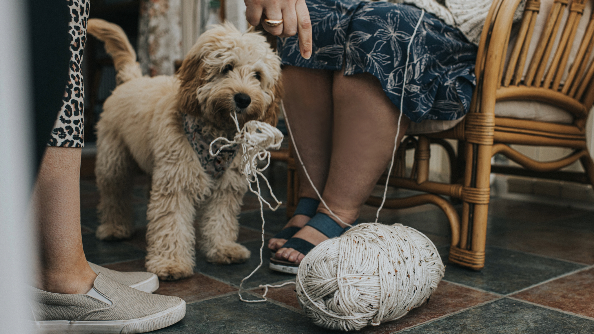 Cockapoo puppy picks up a ball of wool in his mouth