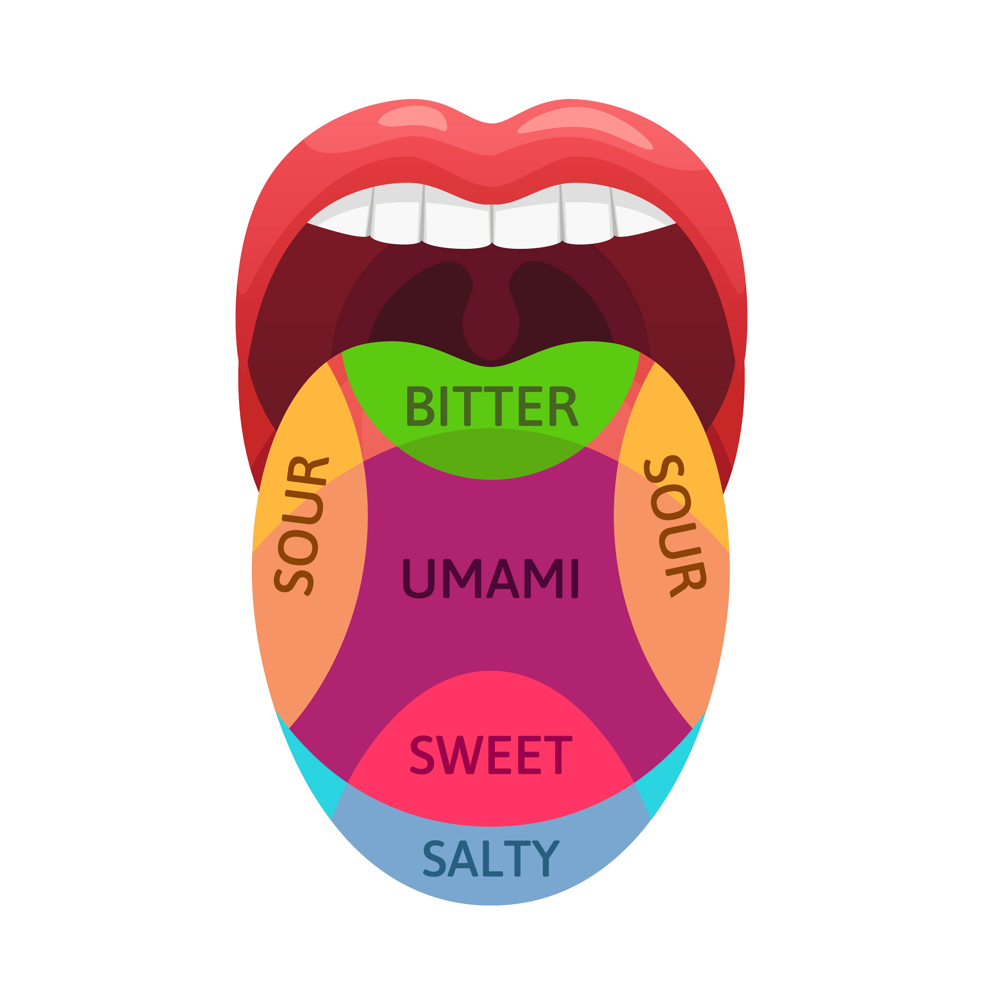 Diagram of a mouth showing taste regions: bitter, sour, umami, sweet, and salty