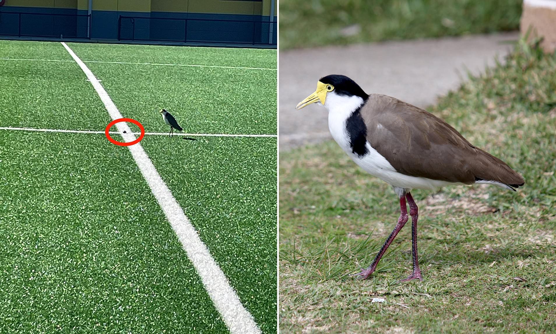 Aussie sports field closed for a month after protected bird species lays  egg on halfway line