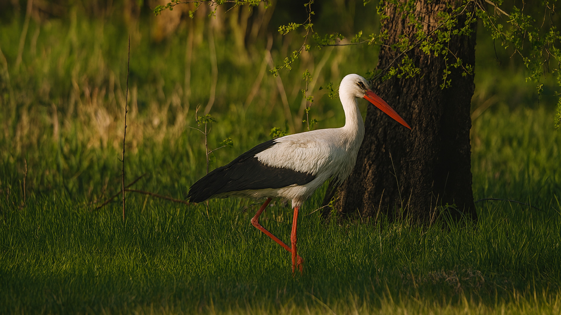 hn-zd-c-pt-ci-v-p-rod-p-b-l-ciconia-ciconia
