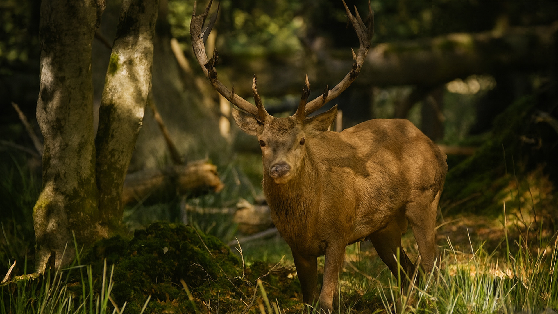 European Deer Rolling in the Mud