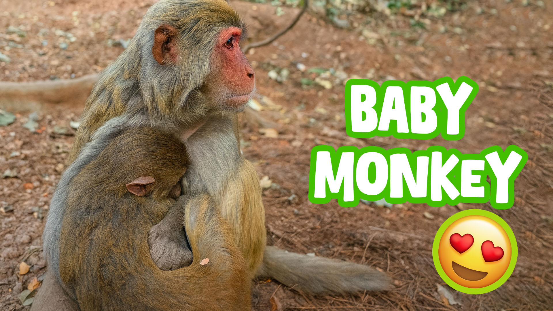 Schattige Baby Aap in Dagelijkse Momenten