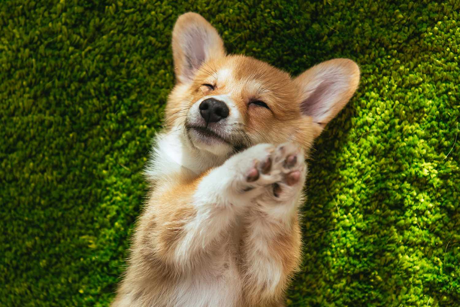 Wife Wants Her Husband to Get Rid of His New ‘Perfect’ Puppy for This 1